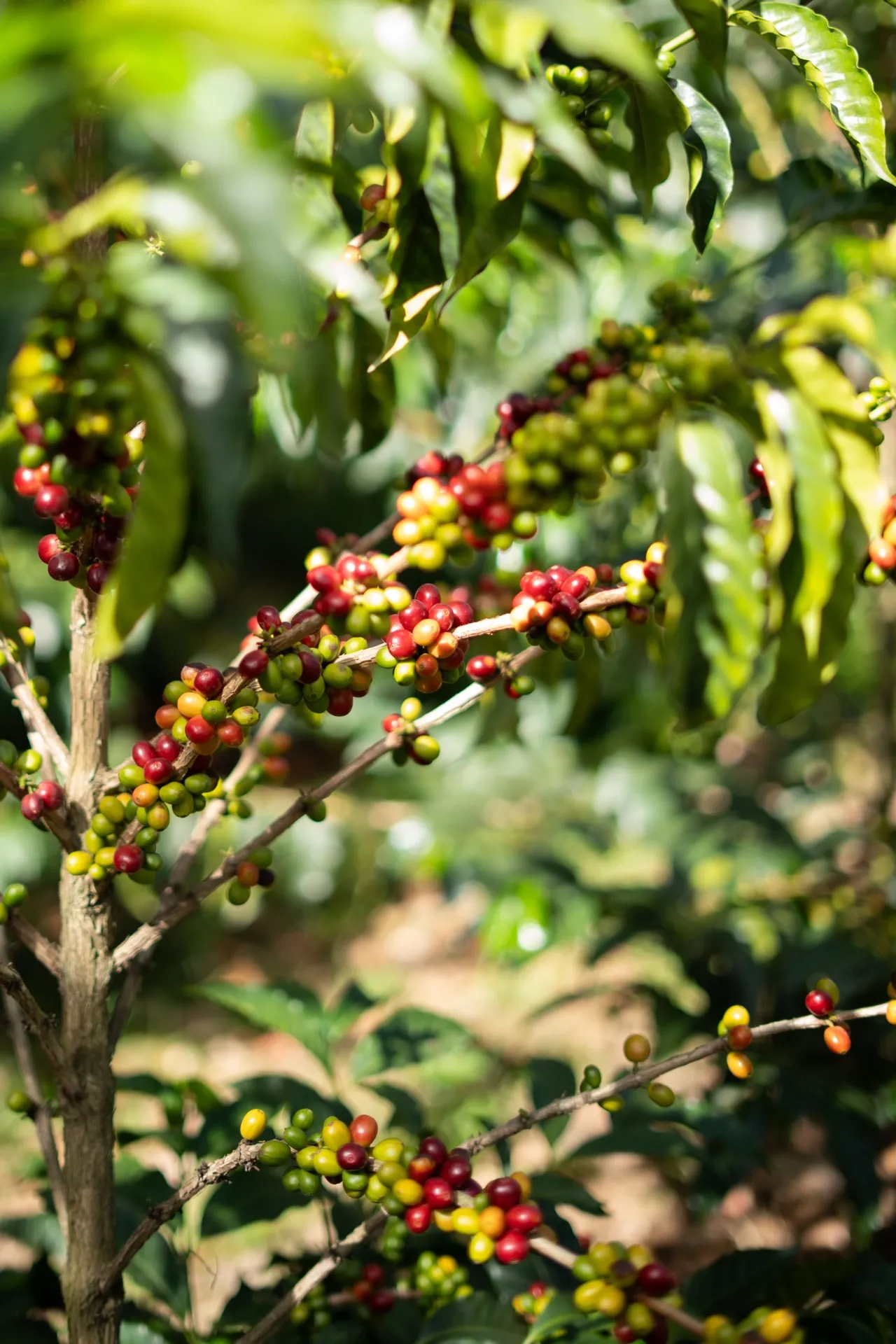 Ripe red and yellow coffee cherries on the branch