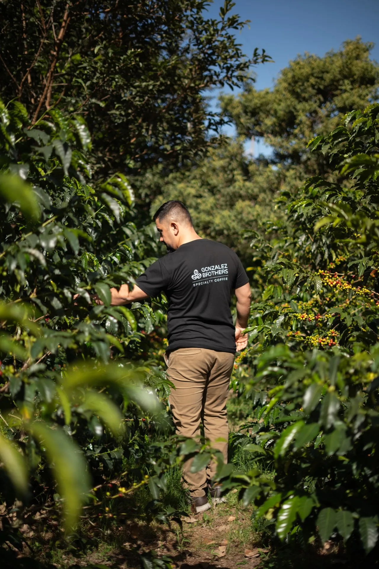 A Gonzalez brother walking a coffee farm path in Loja, Ecuador