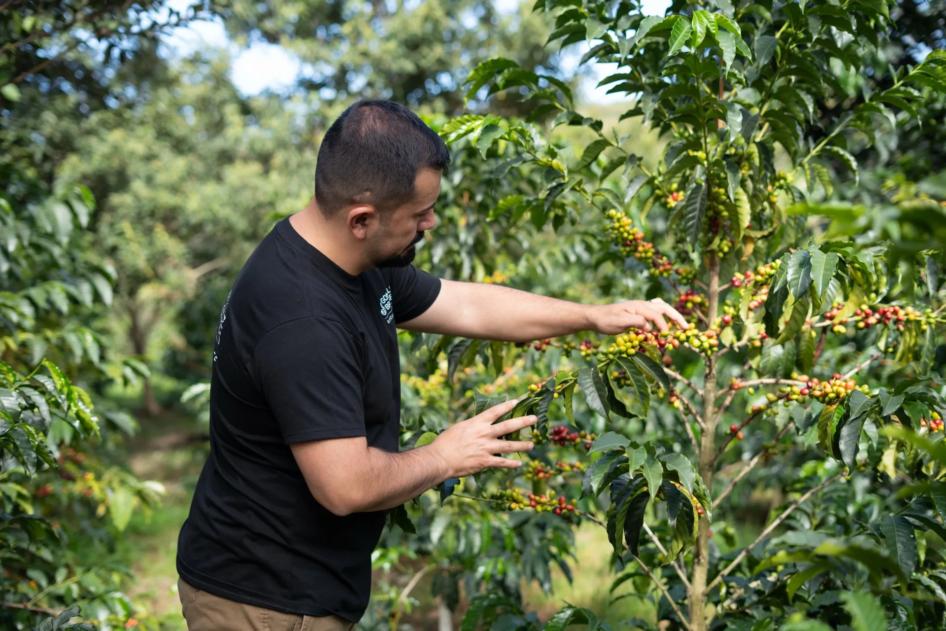 A Gonzalez brother inspecting ripening coffee cherries on the tree in Loja, Ecuador