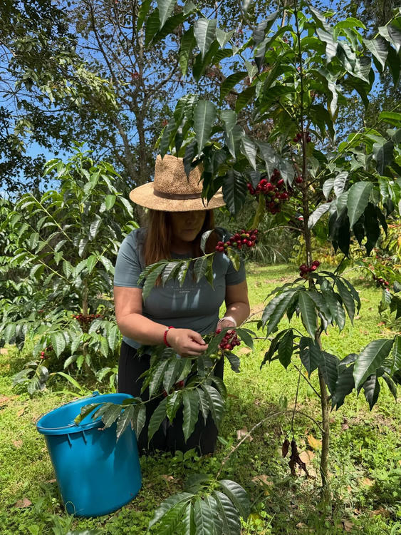 La Comarca coffee farm